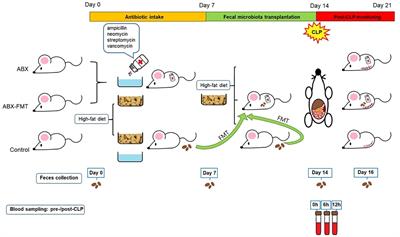 Protective effect of gut microbiota restored by fecal microbiota transplantation in a sepsis model in juvenile mice